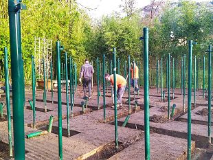 al-parco-collodi-pinocchio-e-iniziato-il-restauro-del-labirinto-di-pietro-porcinai