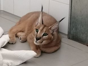 lince-del-deserto-in-fuga-nelle-campagne-da-venerdi-presa