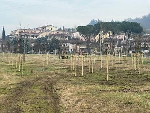 plures-alia-pianta-61-alberi-nel-parco-di-baccaiano