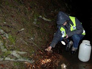 anfibi-wwf-cerca-volontari-per-salvarli-dalle-strade