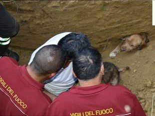 arezzo-salvataggio-di-due-segugi-maremmani-a-terranuova-bracciolini