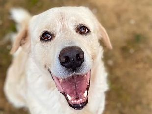 adozione-di-sette-cani-info-dal-comune-di-vinci