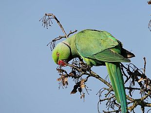 allarme-pappagalli-verdi-in-agricoltura