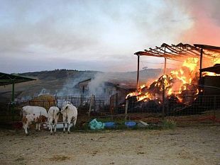 b208201411-toscana-a-fuoco-maremma-bruciata-una-regione-preda-dei-piromani