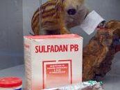 a704142320-avvelenamenti-e-bracconaggio-sequestri-e-denunce-della-polizia-provinciale-a-castelfiorentino