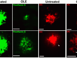 b308261347-olio-extravergine-di-oliva-arma-anti-invecchiamento
