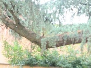 cade-ramo-nel-giardino-della-scuola-santa-maria-a-coverciano