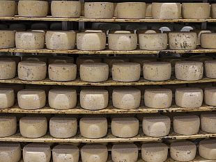 pecorino-toscano-dop-25-di-export-grazie-al-mercato-usa-e-canadese