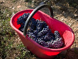 vendemmia-2025-meno-uva-ma-di-alta-qualita