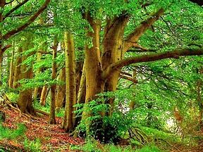 scuola-a-firenze-il-coronavirus-non-ferma-il-progetto-erasmus