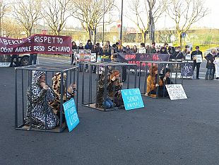 firenze-protesta-contro-il-circo-degli-animali