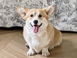 come-proteggere-i-nostri-cani-dal-caldo-torrido-che-ci-aspetta