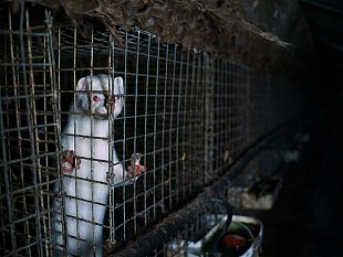 varianti-covid-stop-allallevamento-di-animali-da-pelliccia-in-italia