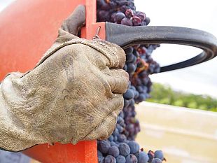 vinitaly-a-verona-450-espositori-toscani