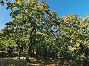 a-vinci-la-festa-della-castagna