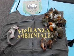 b105271854-reati-ambientali-il-wwf-presenta-il-bilancio-2010