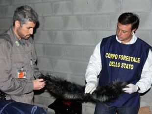 b105131719-la-forestale-sequestra-un-appartamento-animali-in-pessime-condizioni