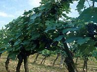 a605171629-enti-locali-e-produttori-si-incontrano-per-discutere-sulle-tematiche-del-vino-in-toscana