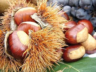 castagne-cala-del-40-la-produzione-ma-sono-ottime