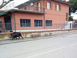 ungulati-tar-sospende-la-caccia-in-braccata