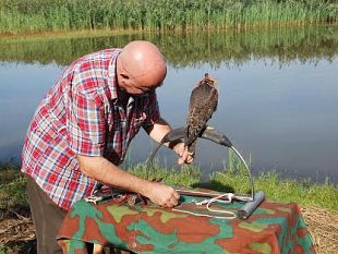 duomo-di-firenze-liberato-luccello-addomesticato