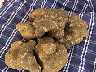 5-mila-turisti-ad-asciano-per-il-tartufo-bianco-e-le-ricette-di-chef-stellati