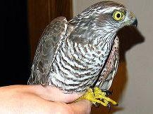 a612282347-gravi-e-ripetuti-atti-di-bracconaggio-in-valdinievole