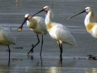 a405041220-grande-afflusso-di-pubblico-nella-riserva-naturale-del-padule-di-fucecchio-ed-ospiti-particolarmente-graditi-fra-gli-uccelli-acquatici-in-sosta-nell-area-protetta-pistoiese