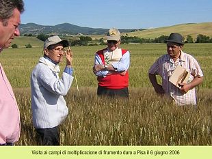 b101272329-innovazione-grazie-al-web-meno-costi-per-la-produzione-di-grano