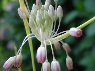 biodiversita-botanica-piu-di-450-nuove-piante-scoperte-in-italia