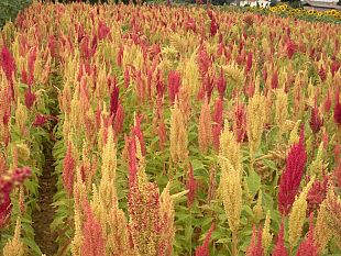 amaranta-il-superfood-per-celiaci-tutto-toscano