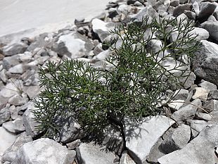 alpi-apuane-nuovo-censimento-della-flora-segnalate-tre-nuove-specie
