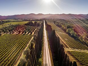 vino-bellaja-cresce-con-classe-a-bolgheri