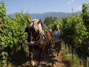 nitrito-2018-valdarno-di-sopra-cabernet-sauvignon-doc