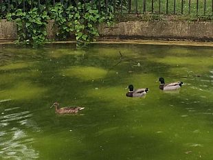 lavori-allimpianto-dellanconella