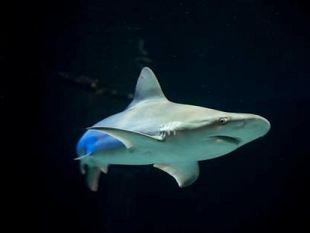 b008311434-tre-esemplari-di-squalo-grigio-all-acquario-di-livorno
