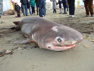 a912281916-versilia-uno-squalo-spiaggiato-dalla-mareggiata