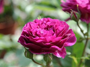 torna-il-firenze-flower-show