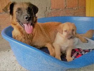 firenze-croccantini-a-ufo-per-60-cani-degli-inquilini-erp