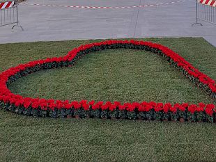 donare-un-albero-per-san-valentino-che-idea