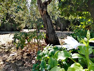piano-di-forestazione-urbana-a-firenze-per-una-citta-sempre-piu-verde
