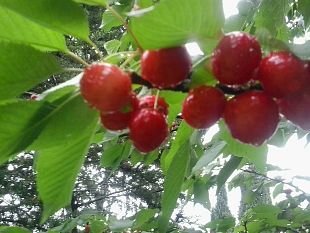 nascono-a-firenze-5-nuovi-frutteti-urbani