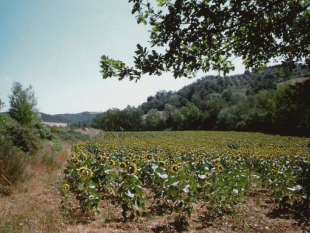 contro-lindustrializzazione-eolica-dellappennino