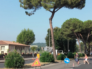 lungarno-i-pini-sono-pericolosi-ad-ottobre-arrivano-le-querce
