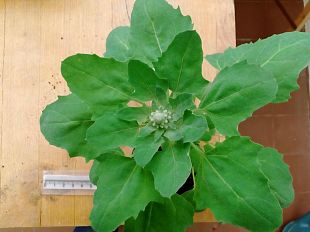 come-la-quinoa-si-difende-dal-sole