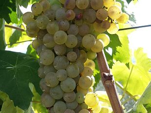 vino-annata-difficile-per-chi-vuole-crescere