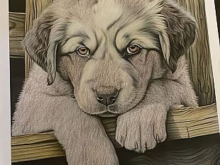 bravissime-pittrici-in-tarda-eta-bellissima-storia-in-rsa