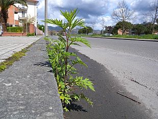 nasce-a-pisa-un-erbicida-naturale-contro-le-erbacce