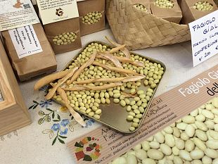 il-10-febbraio-e-la-giornata-mondiale-dei-legumi