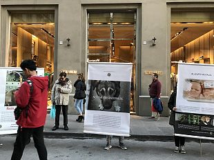oggi-a-firenze-per-la-giornata-mondiale-per-i-diritti-degli-animali